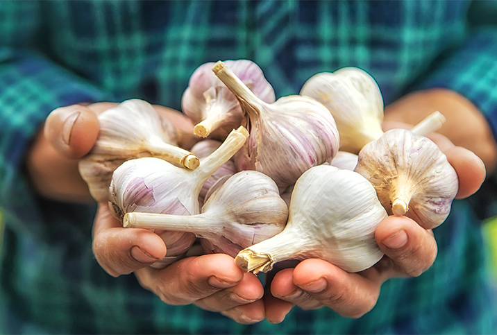A-pair-of-hands-holds-several-garlic-bulbs