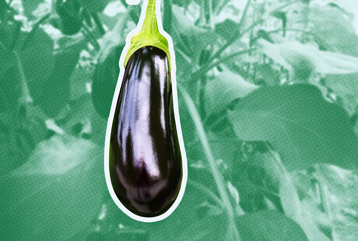 A hanging purple eggplant outlined in white is in front of faded green leaves. 