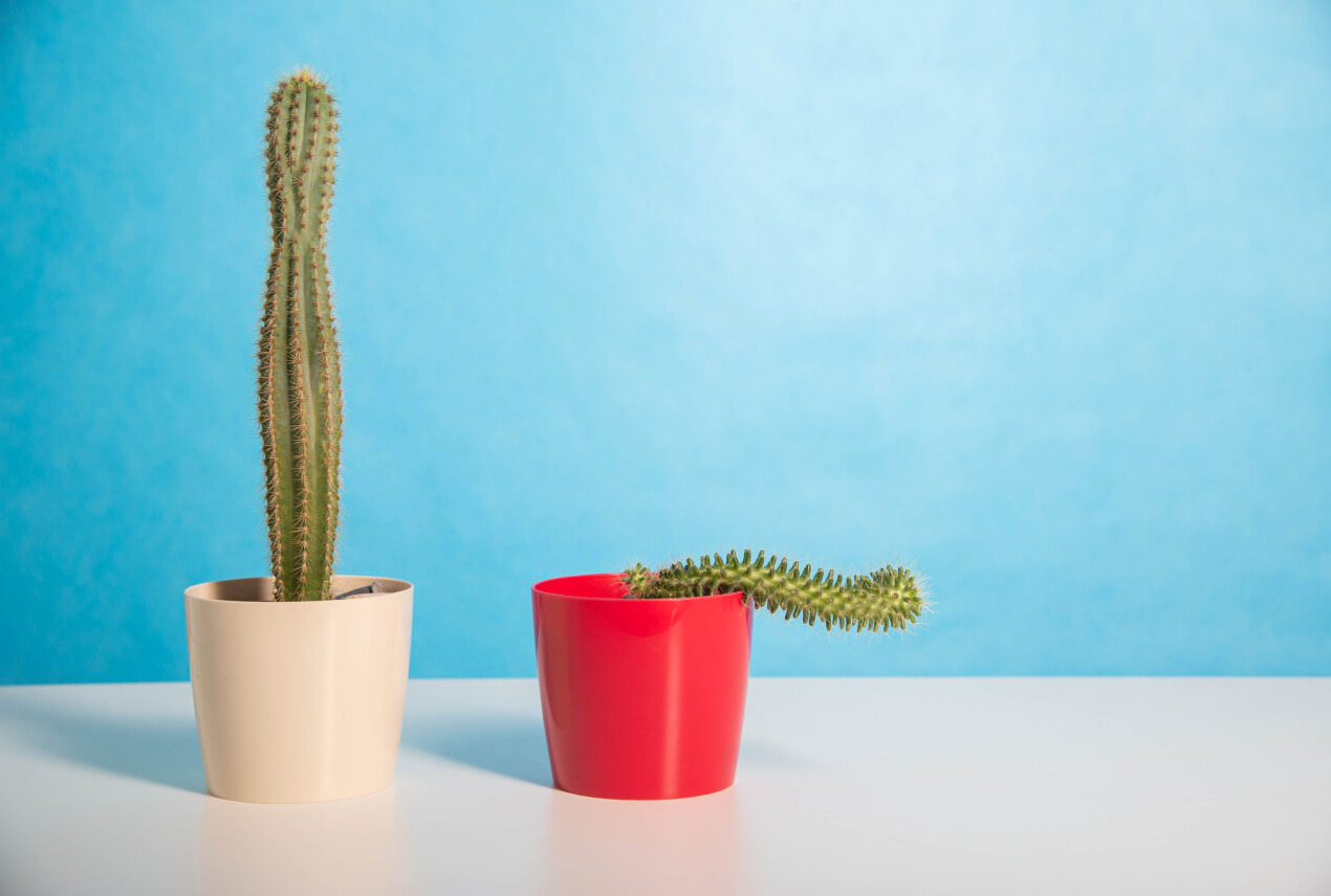 A cactus in a white pot sits next to a bent cactus in a red pot.