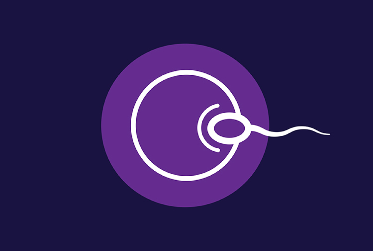 A purple sperm enters a purple embryo and both are outlined in white.