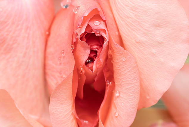 A close up shot of a pink rose has water droplets on it.