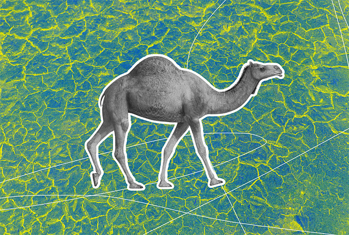 A grey camel is walking against a blue and green patterned background.